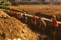 На площади Черняховского. Субботник, посвященный подготовке к 1000-летию города. 1974